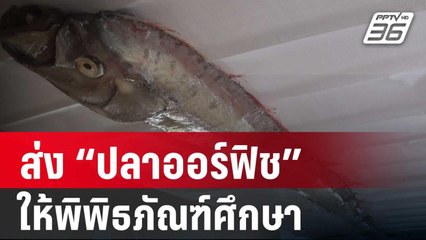 ส่ง “ปลาออร์ฟิช” ให้พิพิธภัณฑ์ศึกษา| โชว์ข่าวเช้านี้ | 5 ม.ค. 67