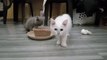 A big persian kitten Should BEHAVE Meow Cats Cat Videos cat sound