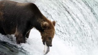 HOW GRIZZLY BEAR CATCHING FISH |#GRIZZLYBEAR #CATCHINGFISH #BEAR  #BEARvsfish