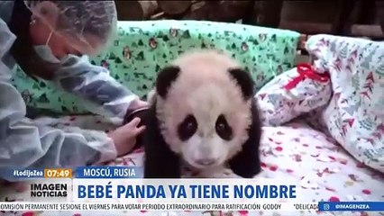 Bebé panda en Rusia ya tiene nombre