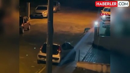 Aç kalan vaşak Bolu'da çöp konteynerlerinde yiyecek aradı