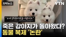 [자막뉴스] '펫로스 때문에...' 강아지 유튜버 동물 복제 '논란' / YTN