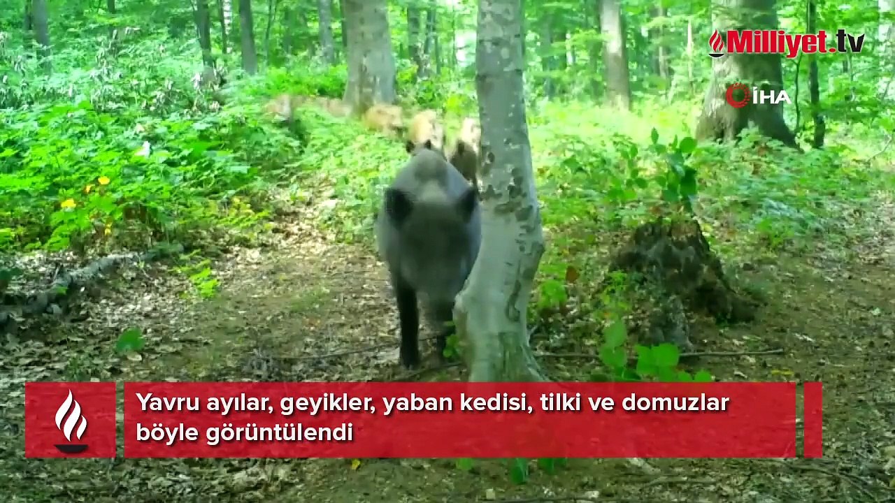 Dikkat, ormanda bebek var! Hepsi fotokapanlara takıldı