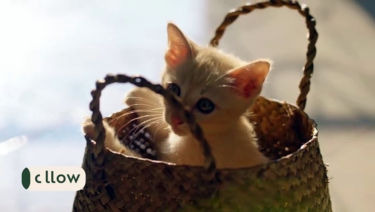 Funny Kitten 03