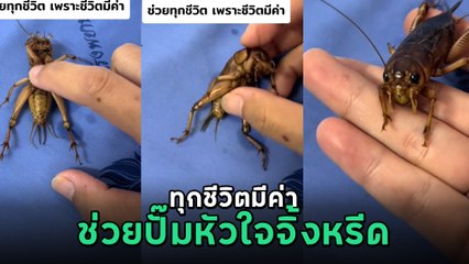 ชื่นชม พยาบาลสาวทำ CPR ช่วยชีวิต จิ้งหรีด ลั่น ! เพราะชีวิตมีค่า