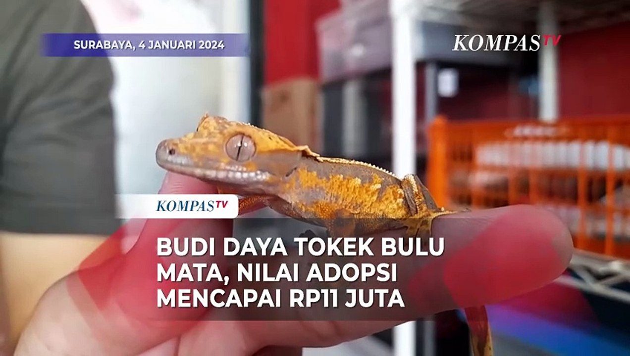Kisah Cuan Lewat Budidaya Tokek Bulu Mata Asal Perancis