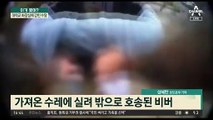 병원 로비에 나타난 비버…화장실 갇힌 수달 구조