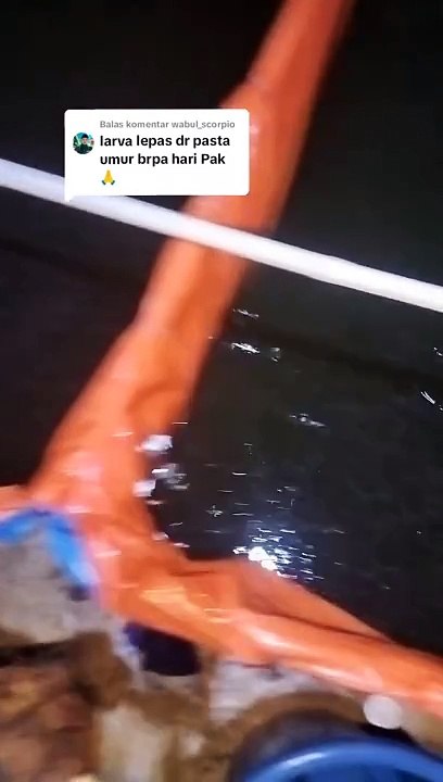 LARVA LELE lepas casut dan PASTA diumur berapa hari❓