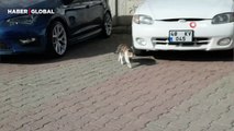 Sokak kedisinin dronla imtihanı kamerada