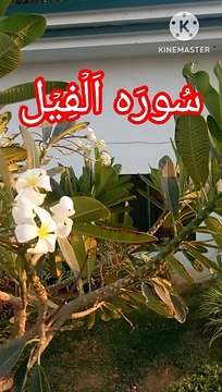 Surah Al feel | suratulfeel | quran tilawat | beautiful voice | Quran verses