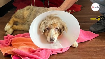 Ältere Hündin in Hotel ausgesetzt: Doch ihr Mikrochip enthüllt die Wahrheit!