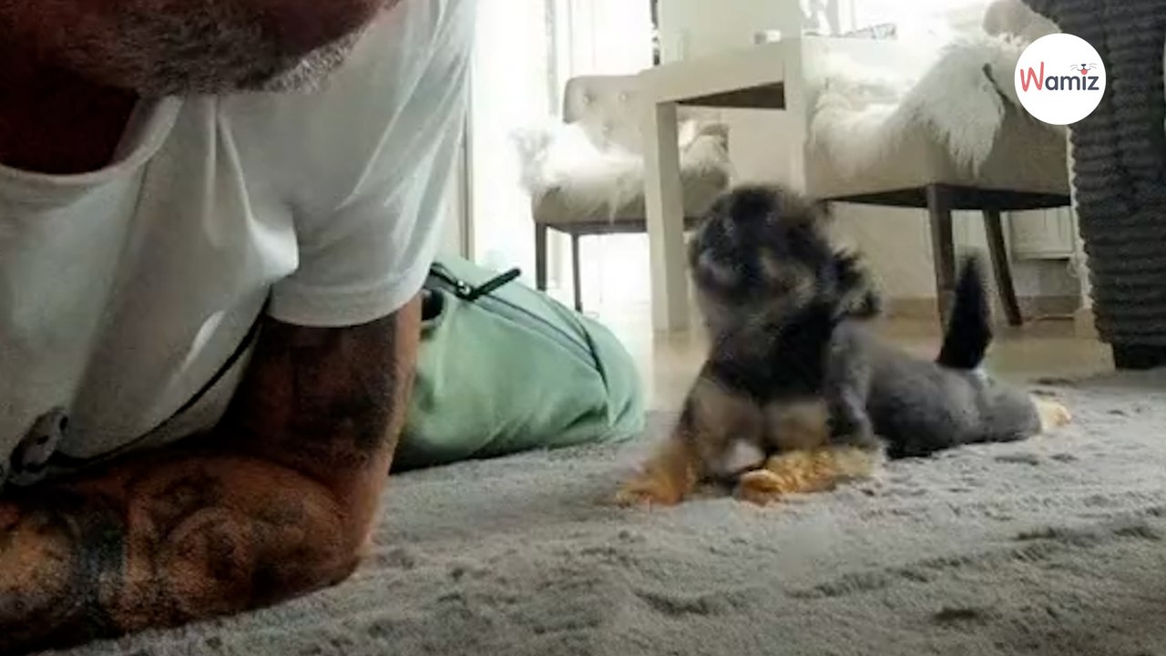 Welpe robbt umher, um Zuneigung zu bekommen: Das Internet ist begeistert!