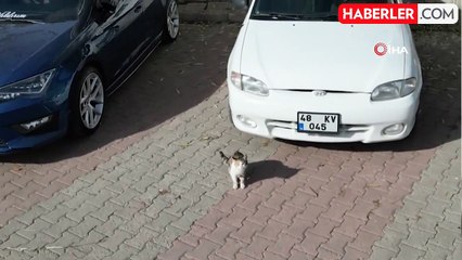 Kedinin dron ile imtihanı böyle görüntülendi