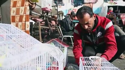 "Je les traite comme mes enfants": un Gazaoui déplacé s'occupe d'oiseaux dans une école