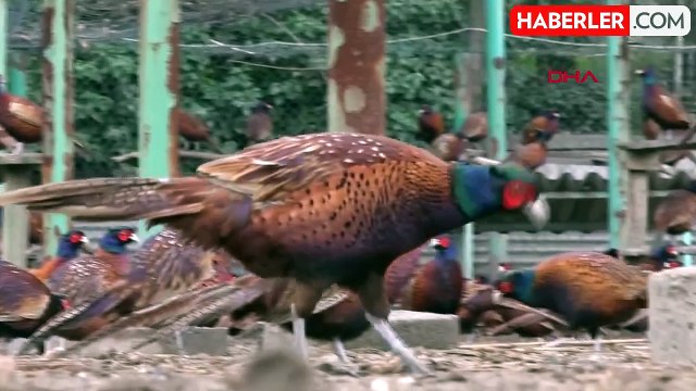 Doğa Koruma ve Milli Parklar 11. Bölge Müdürlüğü, Son 4 Yılda 62 Bin 331 Sülünü Doğaya Saldı