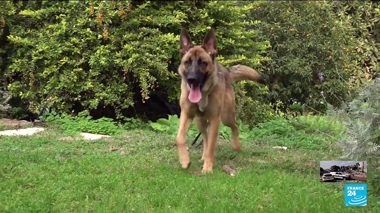 Animal victims of the war: NGO in Israel rescues dogs left behind after Oct. 7th attacks