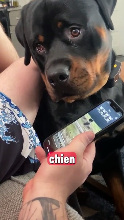 Ce chien est vraiment trop drôle  