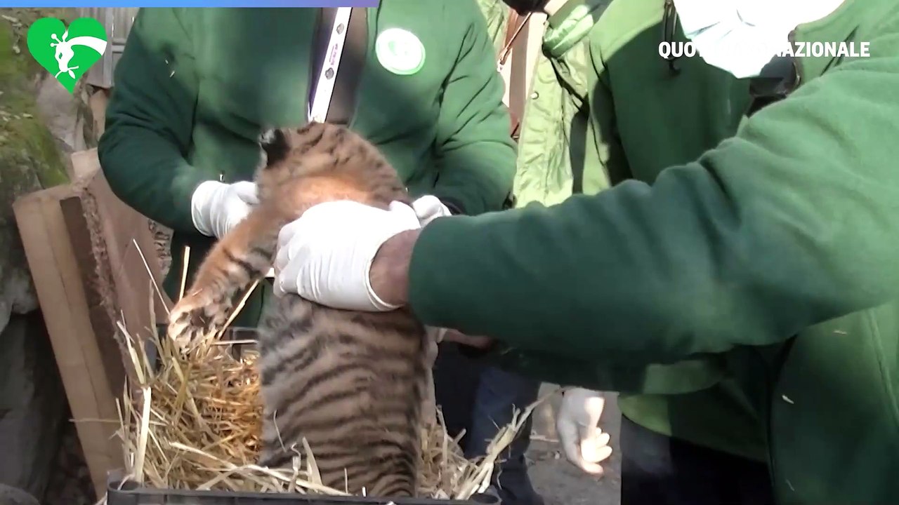 Al bioparco di Roma ? nata una tigre di Sumatra