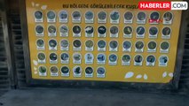 Kızılırmak Deltası Kuş Cenneti'nde Kış Göçleri