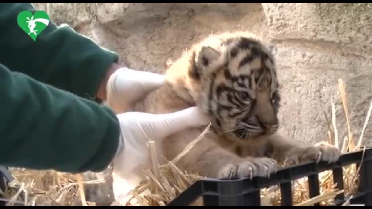 Roma, al Bioparco è nata una tigre di Sumatra,...