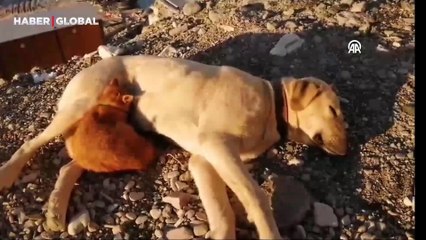 Zonguldak'ta inşaat işçileri tedavi ettirmişti: Sahiplenilen köpek ile kedi arkadaş oldu
