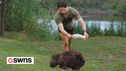Man quits his job to save 'zombie-like' wombats from deadly parasite