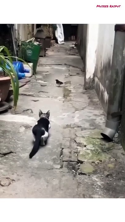 Cat catching a bird __ Amazing hunter cat __ Cat attack on bird __ Cat vs sperrow
