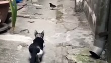 Cat catching a bird __ Amazing hunter cat __ Cat attack on bird __ Cat vs sperrow