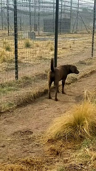 Cute Lion Gives Smooches to Puppy's Paw!