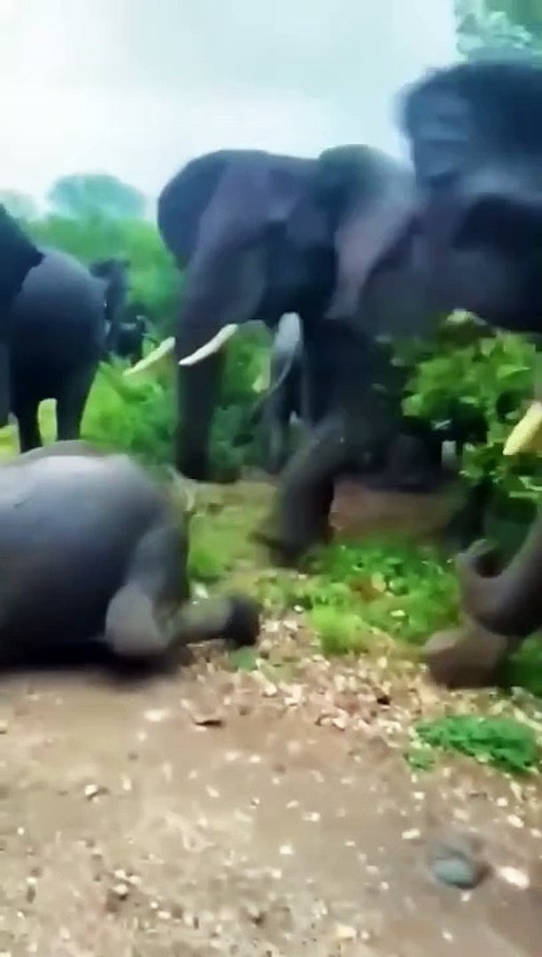 ⁣wild elephants angry movement