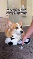 Throwing a dog’s toy away
