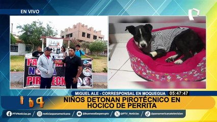 Moquegua: realizarán marcha después de que niños explotarán pirotécnico en hocico de perrita