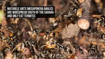 Ant-HS! African Ants Are World's Tiniest Doctors
