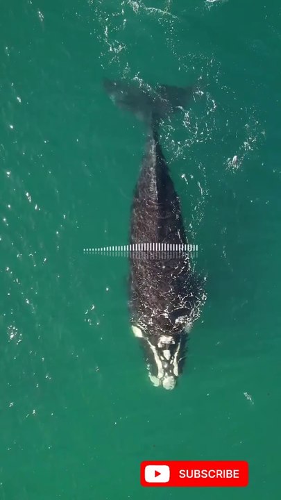 |هل تريد أن يحبك الله.......؟! اسمع الشيخ سعيد بن مسفر ماذا يقول|