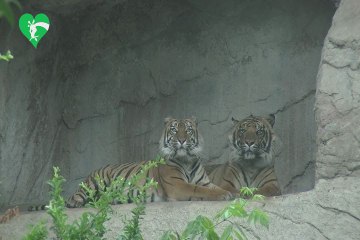 Fiocco rosa al Bioparco di Roma, è nata una tigre di Sumatra - Video
