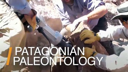 New Species of Long-Necked Dinosaur Fossils Discovered in Patagonia