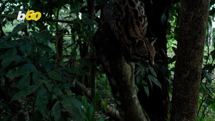 Beautiful Oncilla Cat Released Back into the Wild