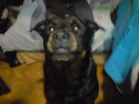 Chien rothweiller pit bull bull terrier americain staff dog