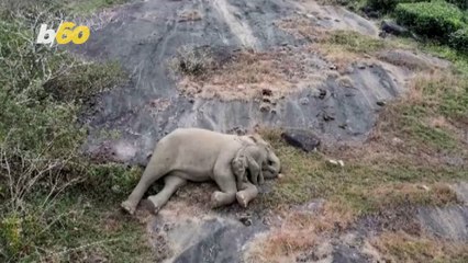 Good People Reunited Lost Elephant Calf With Worried Mother