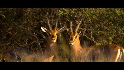 نت فلكس تبدأ بث فيلم هورايزون الذي يوثق الحياة الفطرية في السعودية