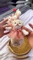Cute kitten #cat #lovecats #cats #catvideos #kittens #catlover #princesscat #kitten
