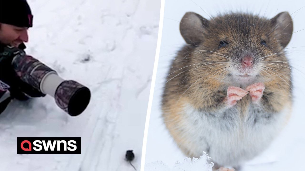 Mouse hops right up to wildlife photographer and poses for pictures