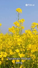 jenis-tanaman-herbal