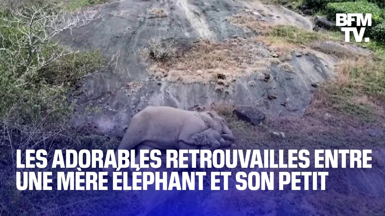 Les adorables retrouvailles entre un éléphanteau et sa mère dans une réserve naturelle en Inde