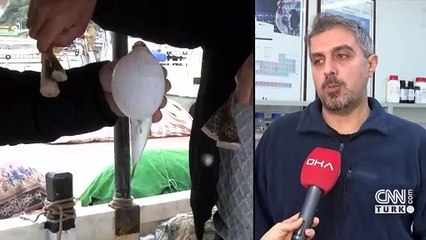 7 kişi zehirlenmişti… Yedikleri en zehirli balon balığıymış