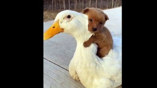 Dog And Duck Are Inseparable Best Friends |Heartwarming Friendship Between a Dog and a Duck.