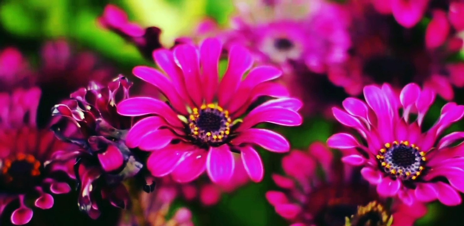 Küçük ahmet/olsa dünya muhammedin olurdu