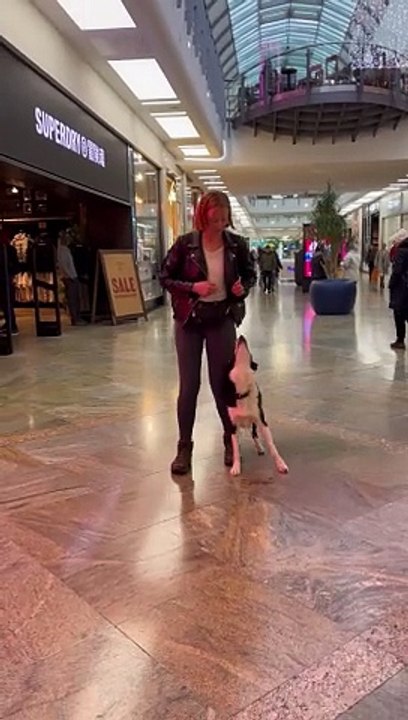 Training A Dog With Distractions