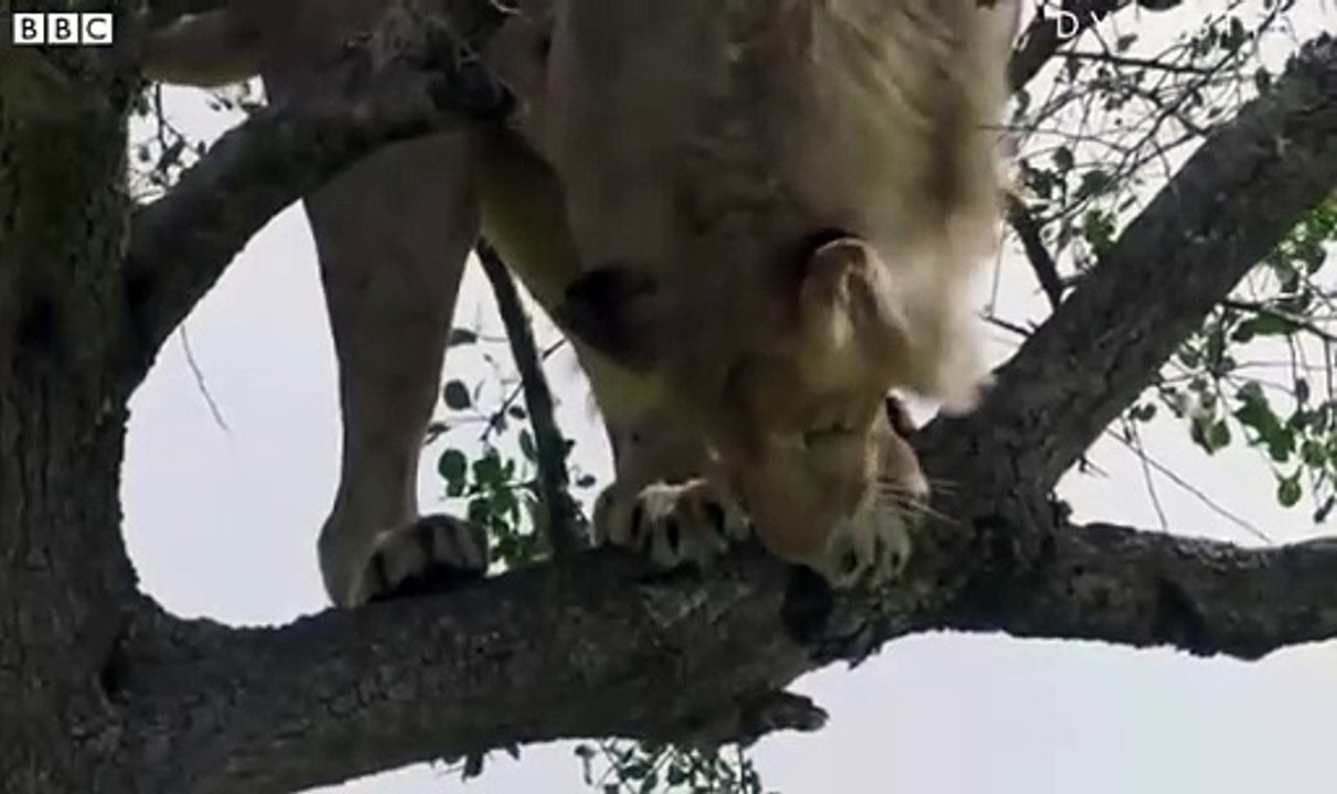 Un lion coincé dans un arbre n'arrive plus à descendre
