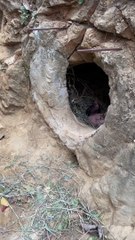 Dogs and pigs sleep in caves